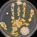 i-batteri-sulle-mani-dei-bambini-lesperimento-di-una-mamma-biologa