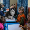 a-scuola-con-i-gatti-randagi-liniziativa-turca-per-incoraggiare-lo-studio