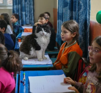 a-scuola-con-i-gatti-randagi-liniziativa-turca-per-incoraggiare-lo-studio
